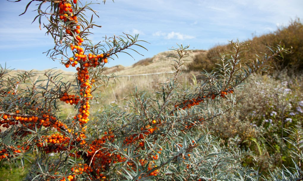 Seabuckthorn - The Bright 'Holy Berry'  of the Himalayas